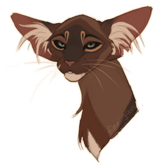 pawborough longhair